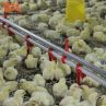Full Automatic Poultry Nipple Drinking Line For Raising Rearing Broiler Hen Layer Meat Chicken