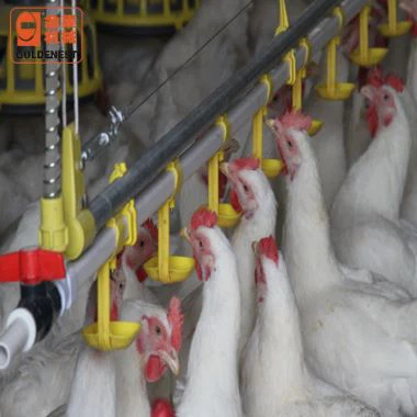 Full Automatic Poultry Nipple Drinking Line For Raising Rearing Broiler Hen Layer Meat Chicken